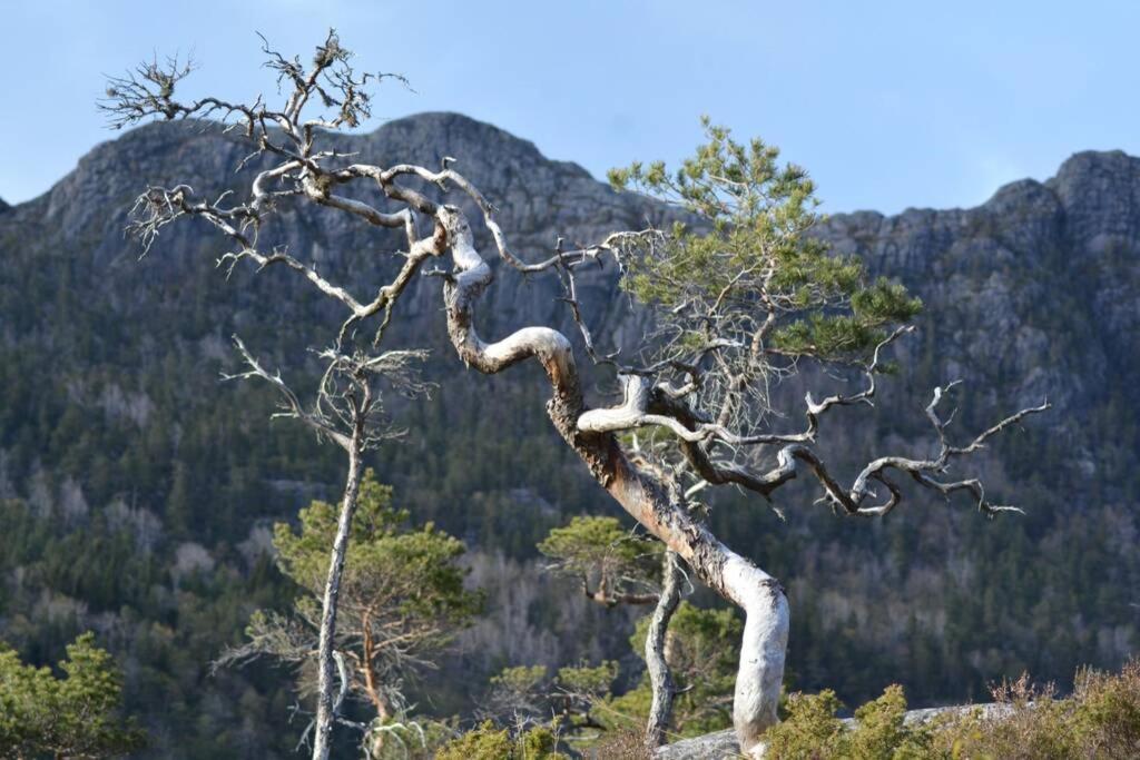 Treehut, Nature, Birds, Silence And Fjord Samlanes Exterior photo